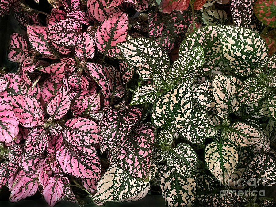 Hypoestes phyllostachya. Pink-green and cream-green polka dot plants ...