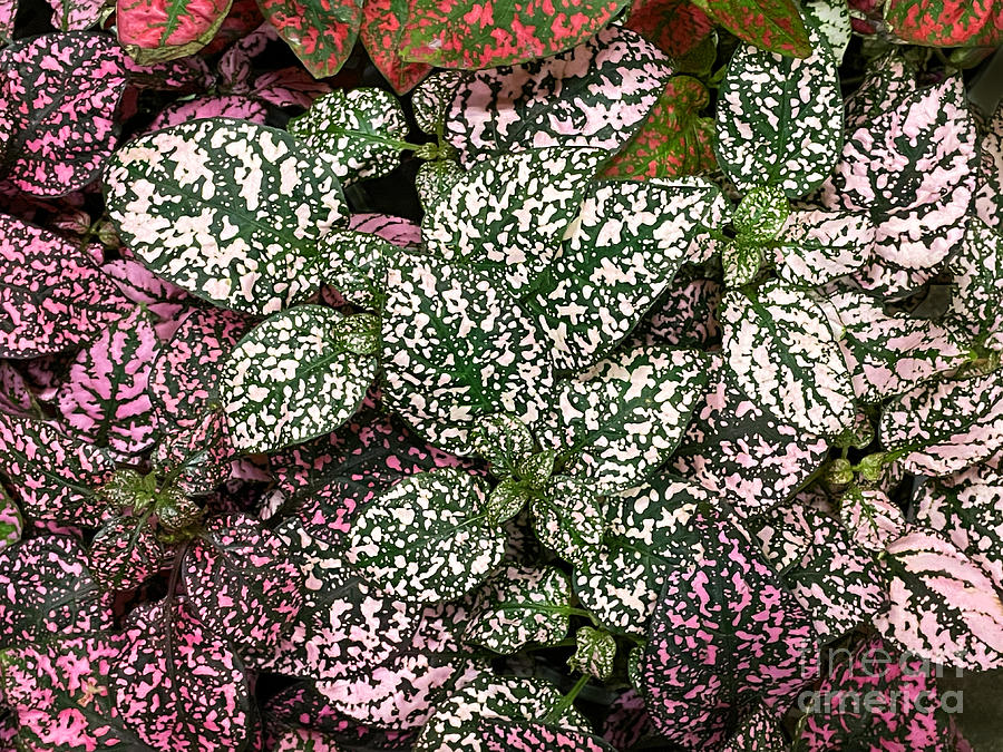 Hypoestes phyllostachya. Pink-green and white-green polka dot plants ...
