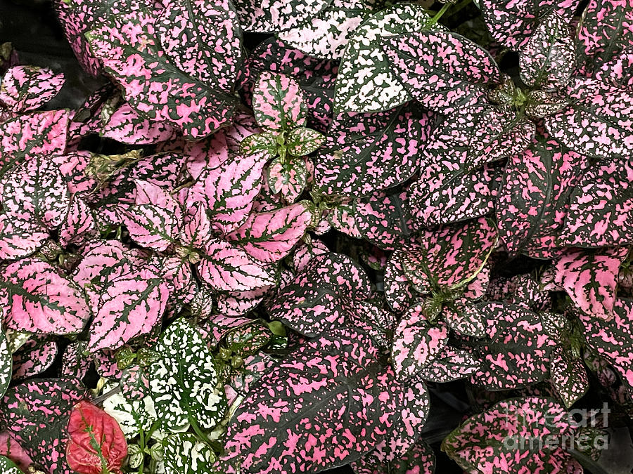 Hypoestes phyllostachya. Pink-green polka dot plants Photograph by ...