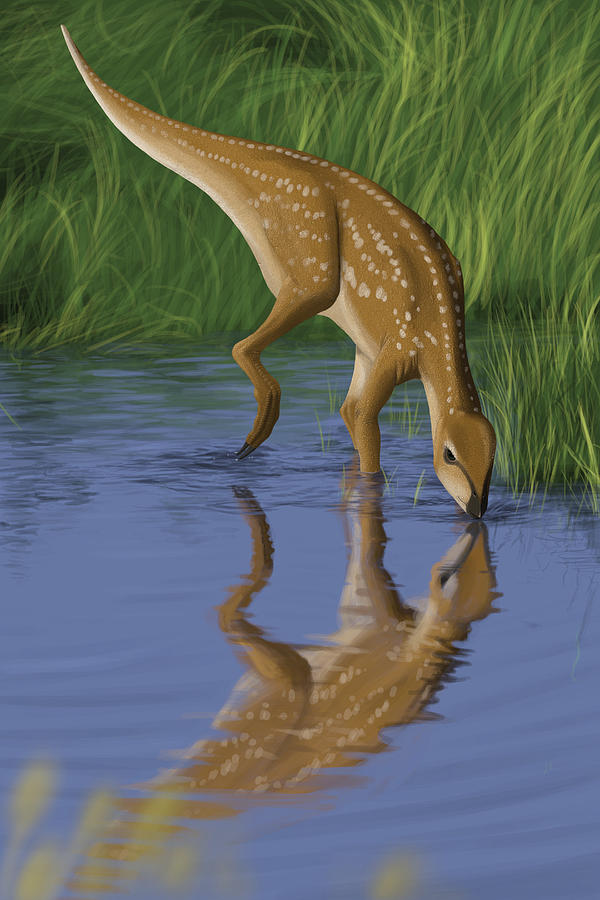 Hypsilophodon drinking water from a prehistoric lake. Drawing by Michele Dessi/Stocktrek Images
