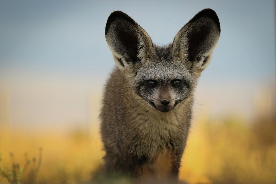 I am all ears Photograph by Chriszanne Burger - Fine Art America