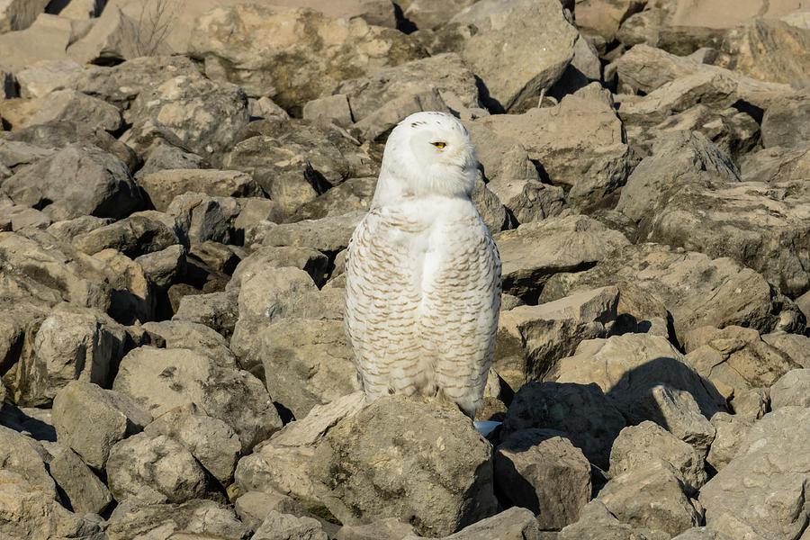 Hungry Snowy Owl Photograph by Jack R Perry