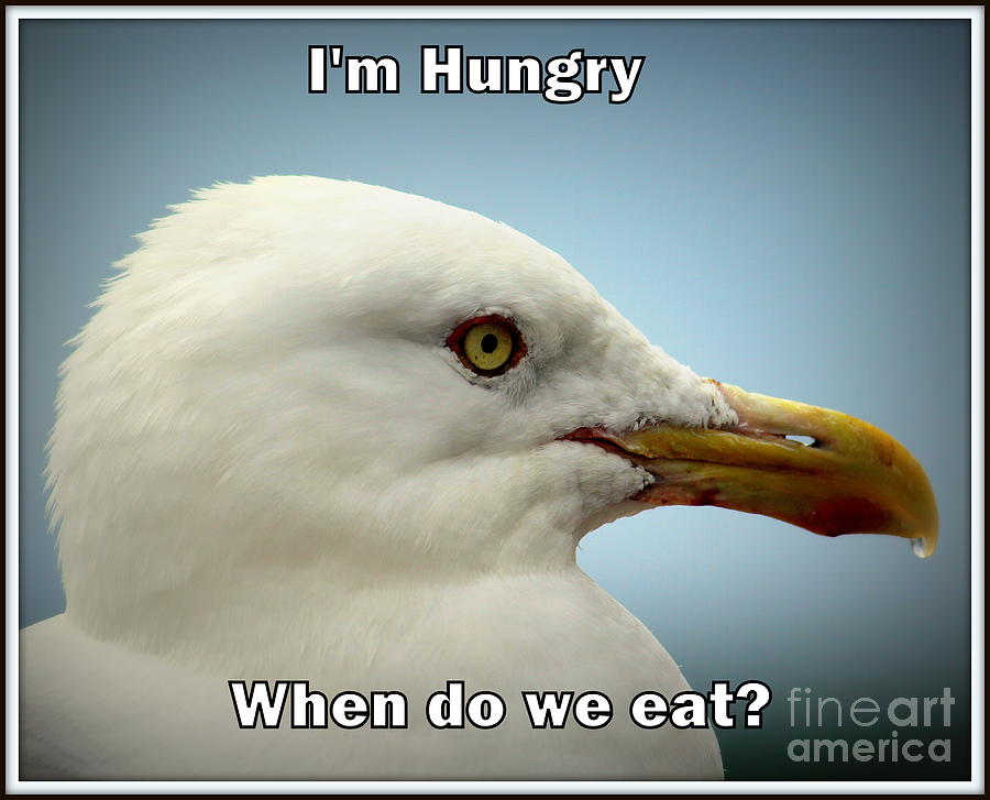 I am hungry when do we eat Photograph by John Olson