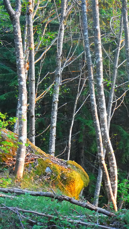 Sun Beam Photograph - I am Lichen the spot by YHWHY Vance Sun Beam Photograph - I am Lichen the spot by YHWHY Vance
