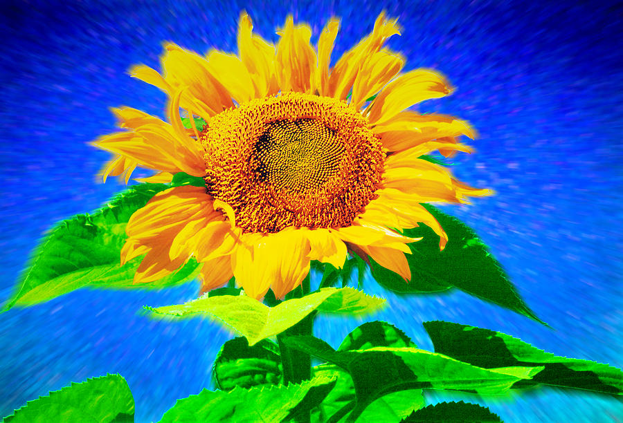 I am the Sunflower Photograph by Jason Judd