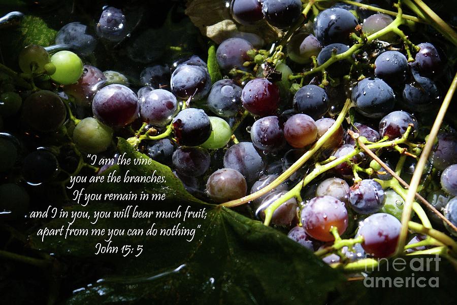 I am the vine you are the branches Photograph by Sharyl Vallone