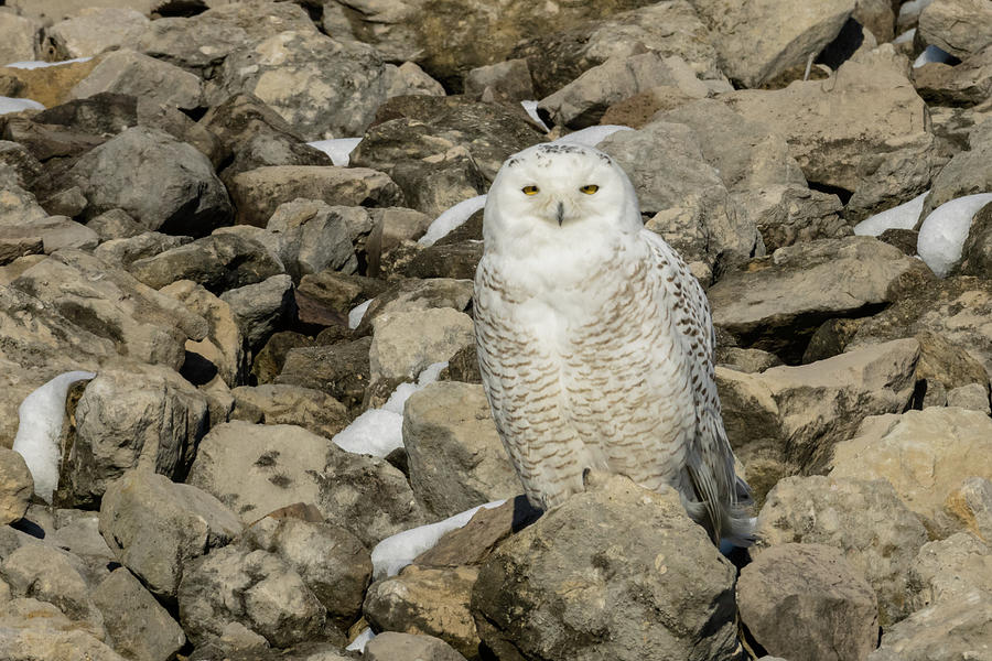 Owl Photograph - I am Watching You Snowy Owl by Jack R Perry
