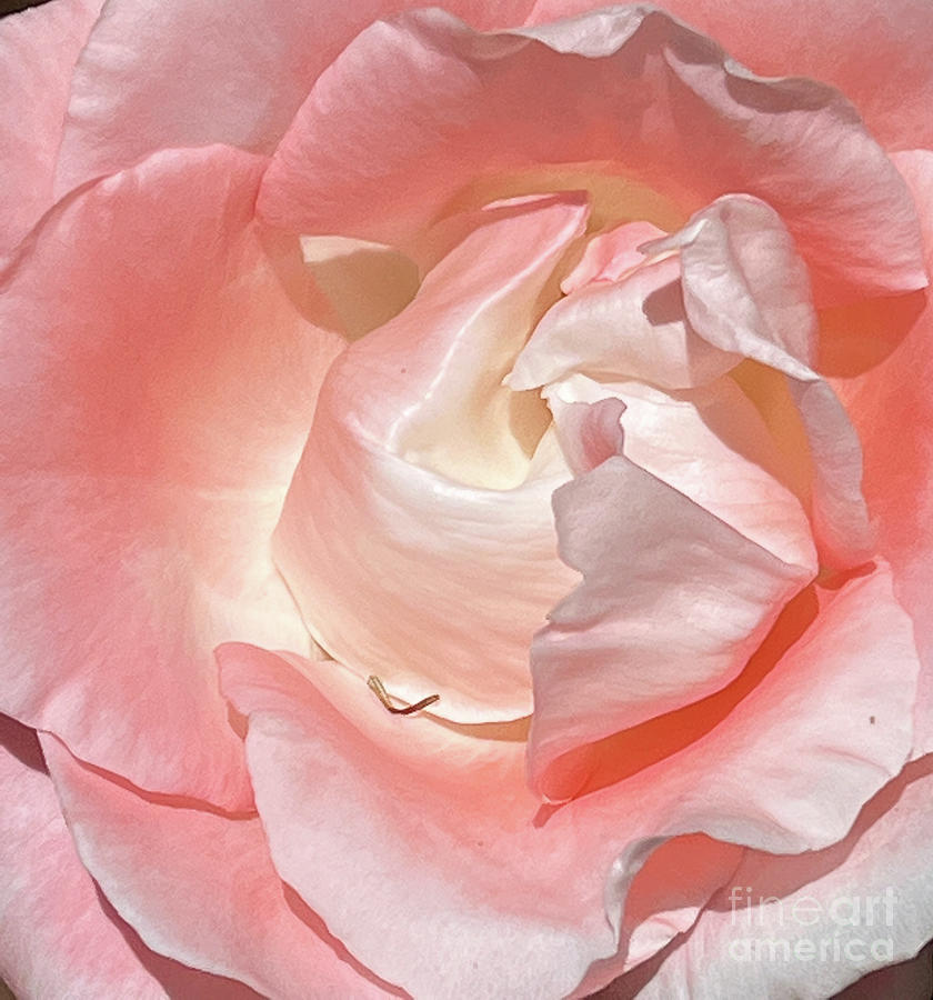 I Believe in Pink Photograph by Kristen Kennedy