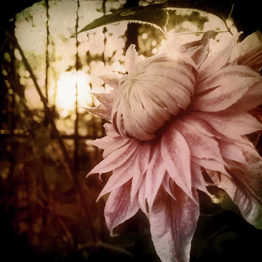 I Bloom Only for You She Whispered Photograph by Susan Maxwell Schmidt