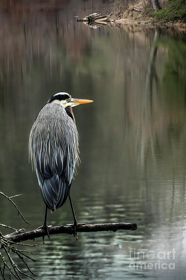 I Can Still See You Photograph by Shelia Hunt - Pixels