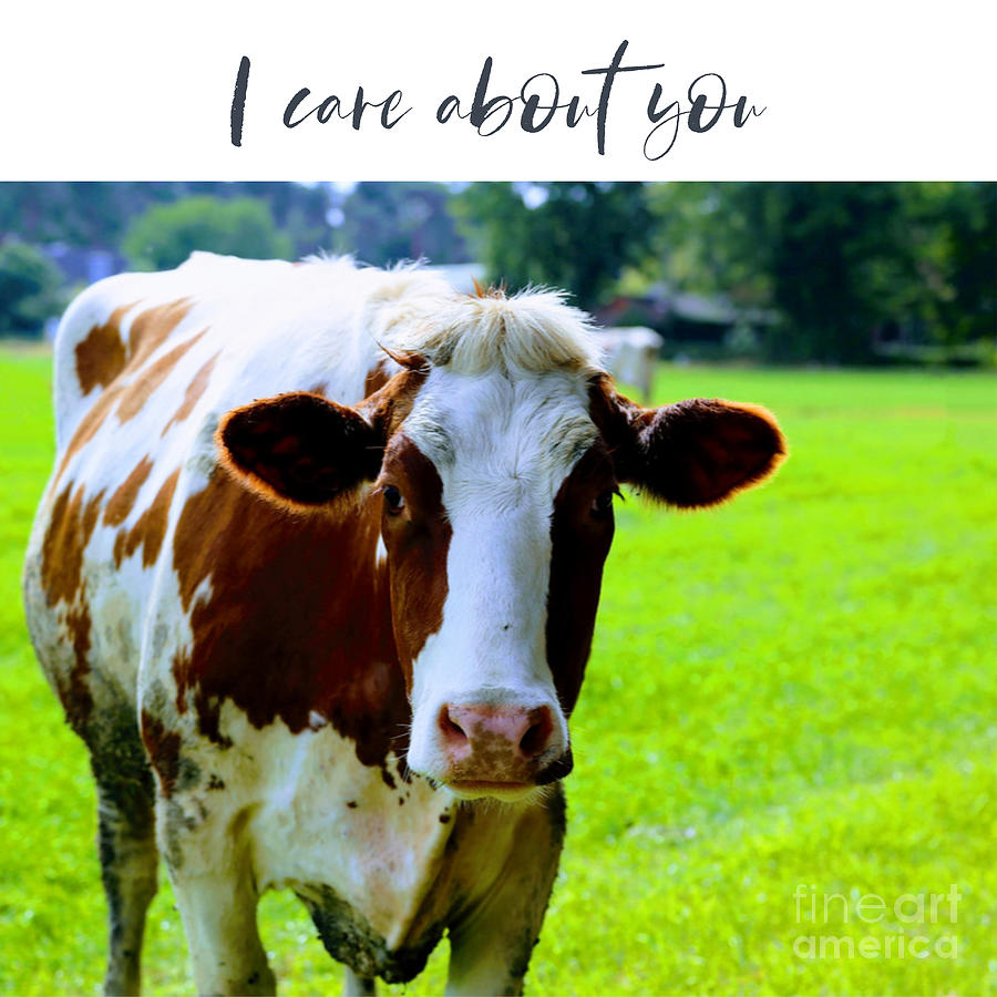 I Care About You - Sweet Cow Photograph by Carol Groenen