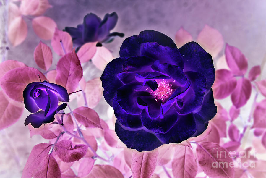 I Dream of Purple Roses Photograph by Anita Pollak