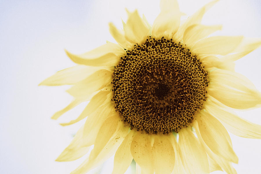 I Dream of Sunflower Photograph by Ada Weyland
