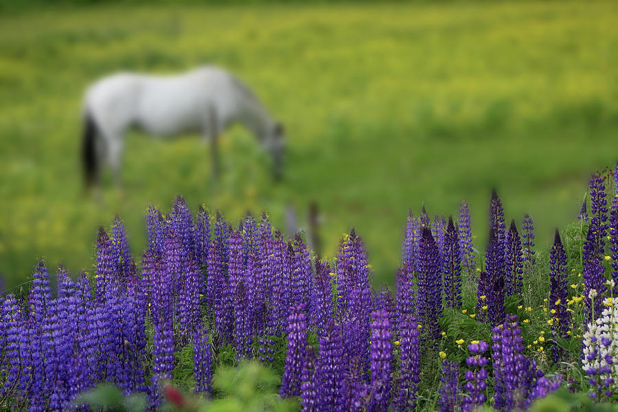 I Dreamed a Horse Among Lupine Photograph by Wayne King