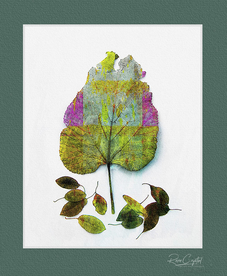 I Dreamt I Was A Tree by Rene Crystal I Dreamt I Was A Tree by Rene Crystal