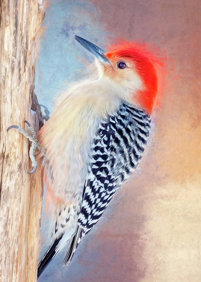 I Dreamt Of A Woodpecker Photograph by Bill and Linda Tiepelman