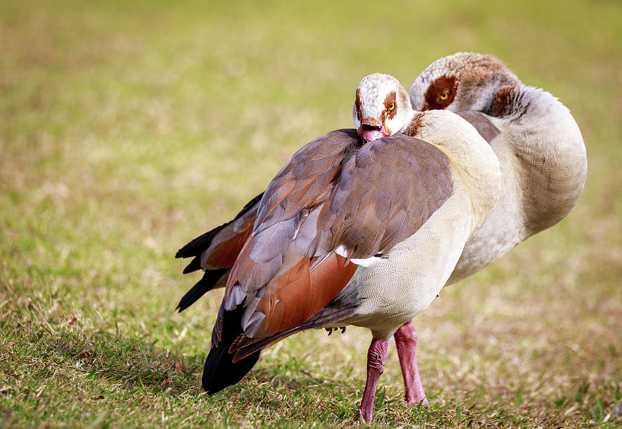 I Geese I Love You aka I Geese You Are My Valentine Photograph by Alice Schlesier