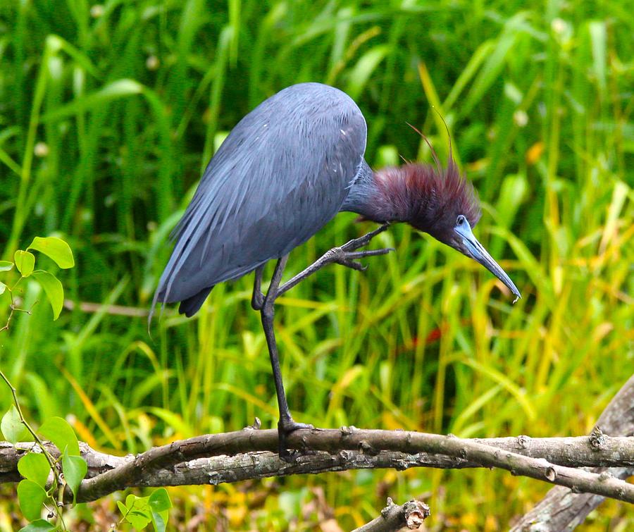 I got an itch Photograph by Sandy Zanko - Fine Art America