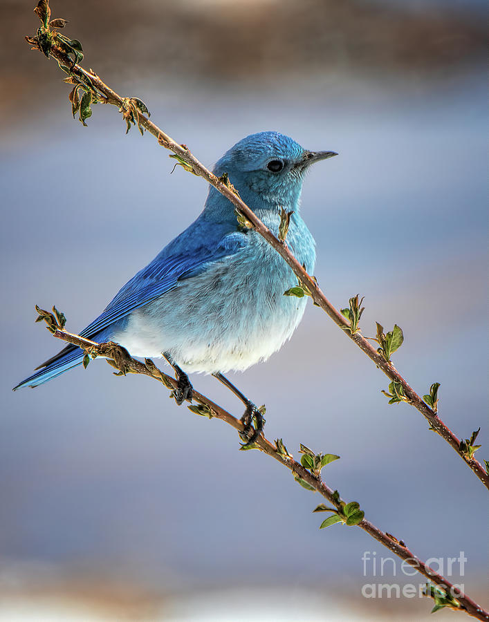I Heard the Bluebirds Sing Photograph by Jim Garrison