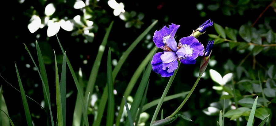 I Is For Iris Photograph by Ira Shander