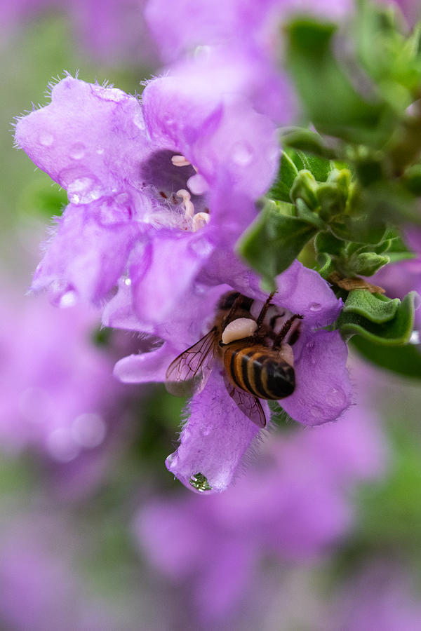 I Like Bee Butts Photograph by Bonny Puckett