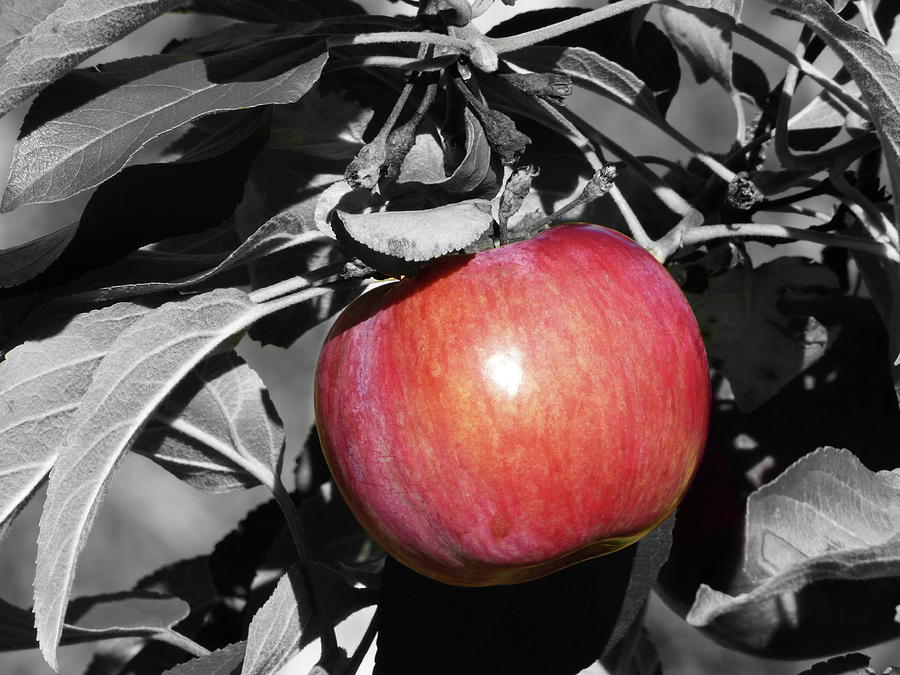 I Love Apples Photograph by Lyuba Filatova