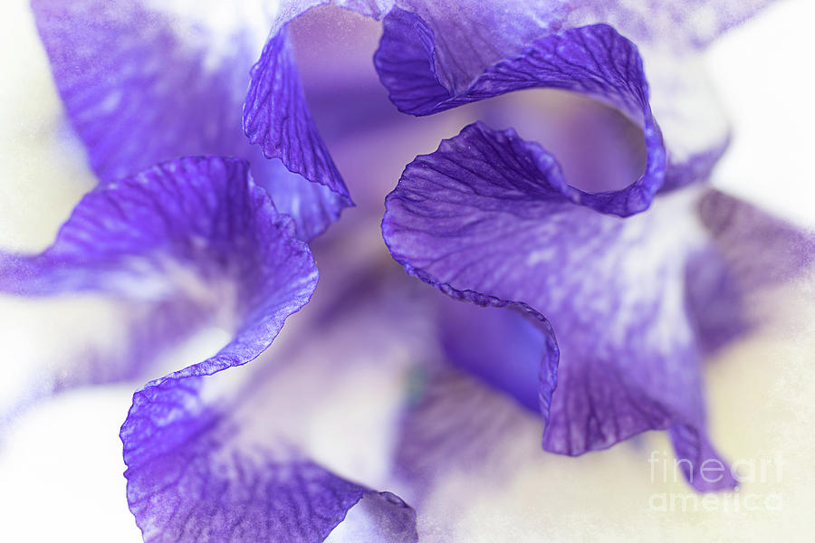 I Love Iris Flowers Photograph by Amy Dundon