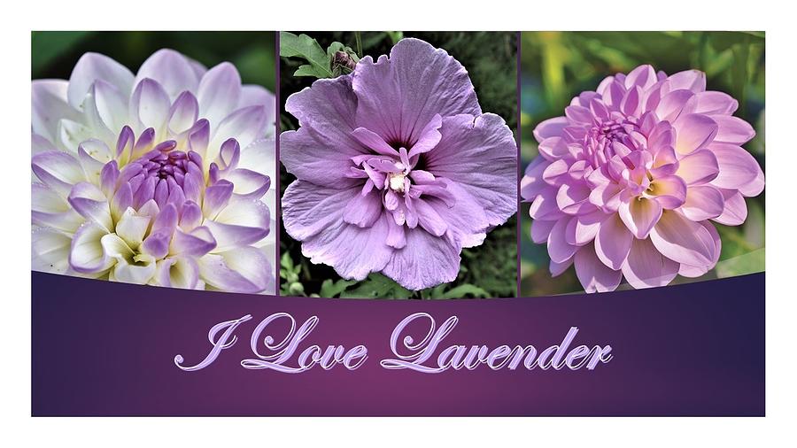 I Love Lavender Photograph by Nancy Ayanna Wyatt
