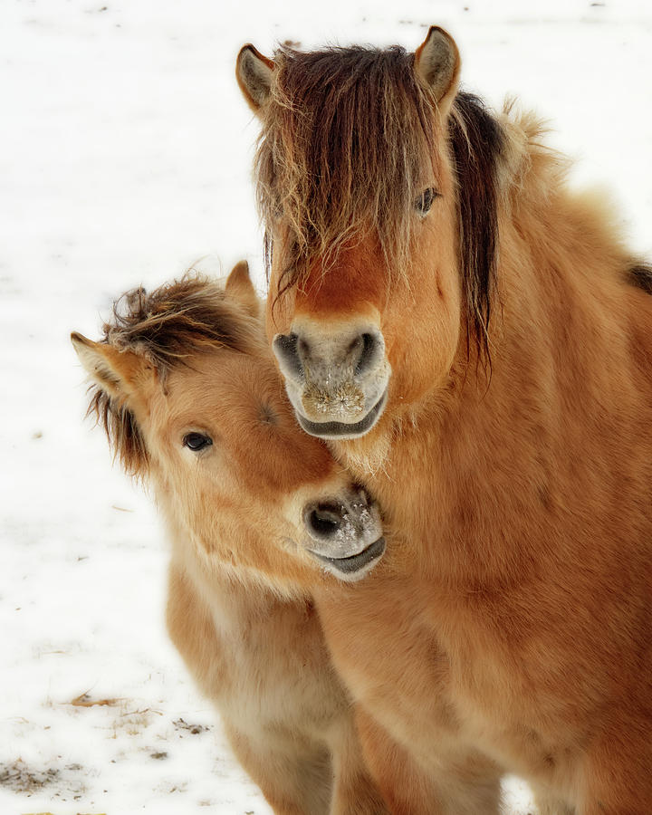 I Love my Mama -  Norwegian Fjord horses - colt nuzzles mother Photograph by Peter Herman