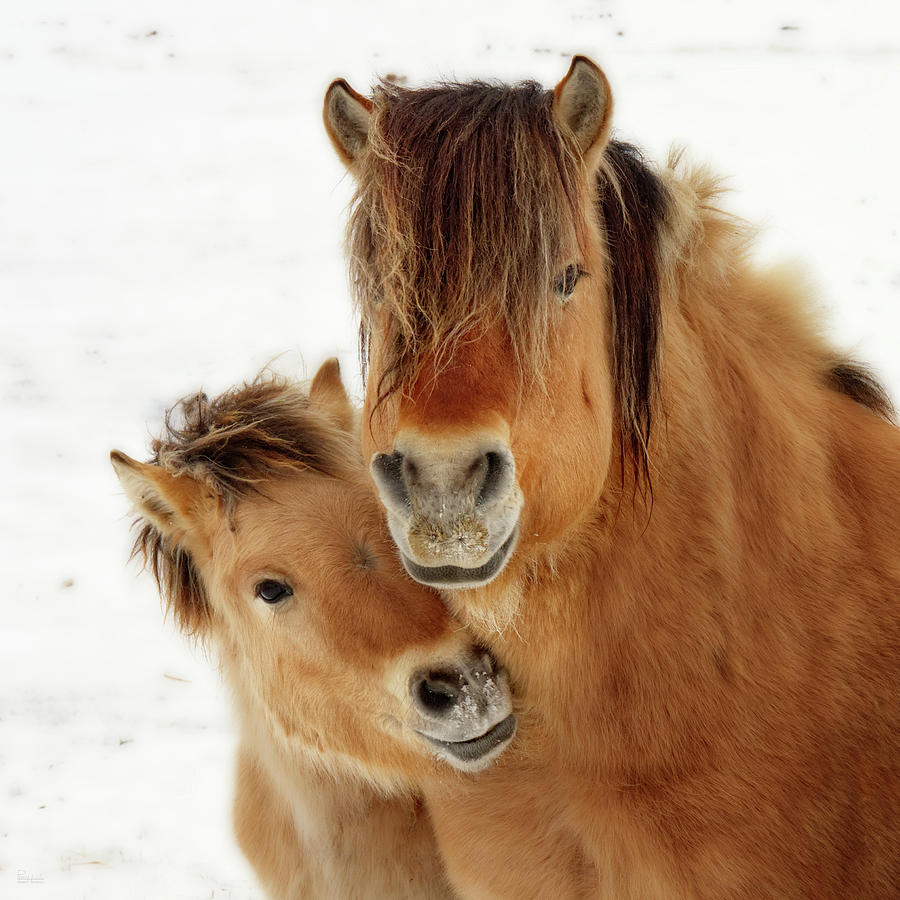 I Love my Mama -  Norwegian Fjord horses - colt nuzzles mother - square format crop Photograph by Peter Herman