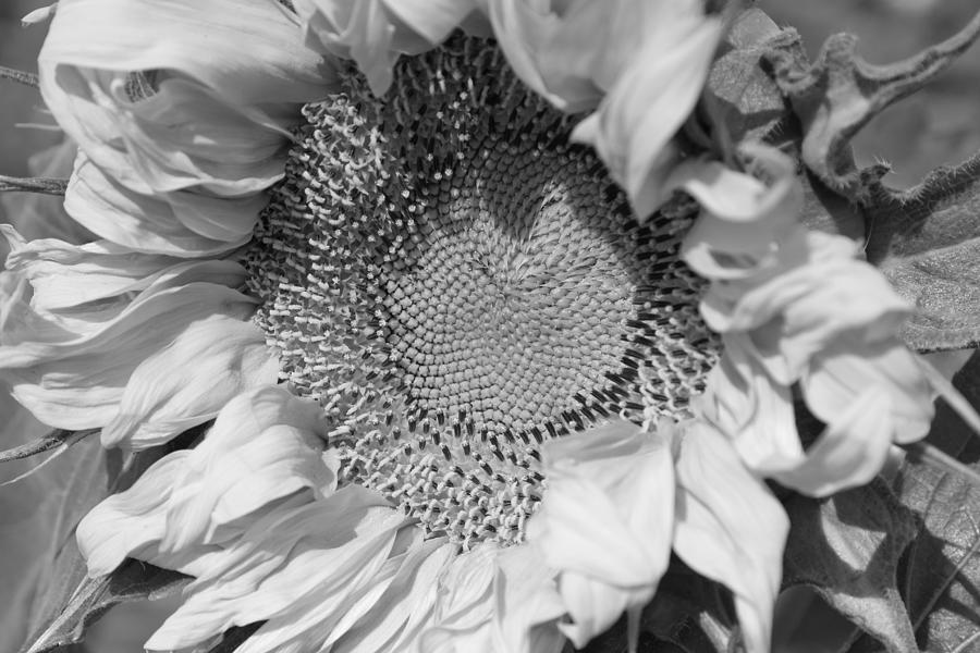 I Love Sunflowers Photograph by Fiona Kennard