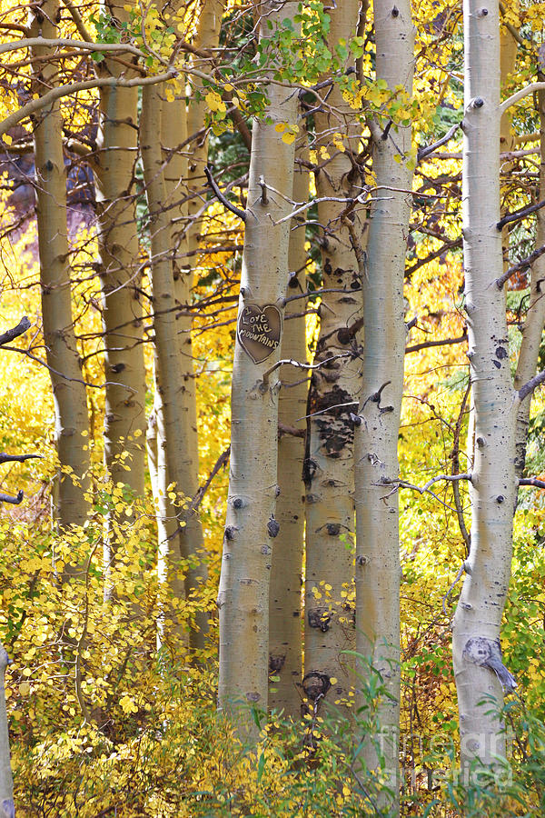 Look closely - I Love The Mountains Aspen Trees Photograph by Doug Gist