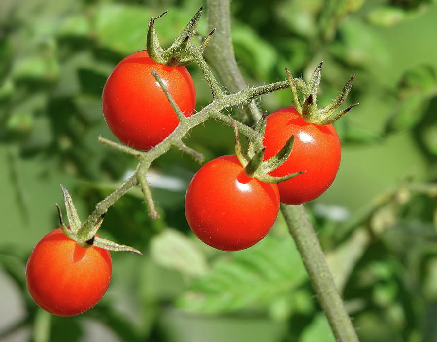 I Love Tomatoes Photograph by Lyuba Filatova - Fine Art America