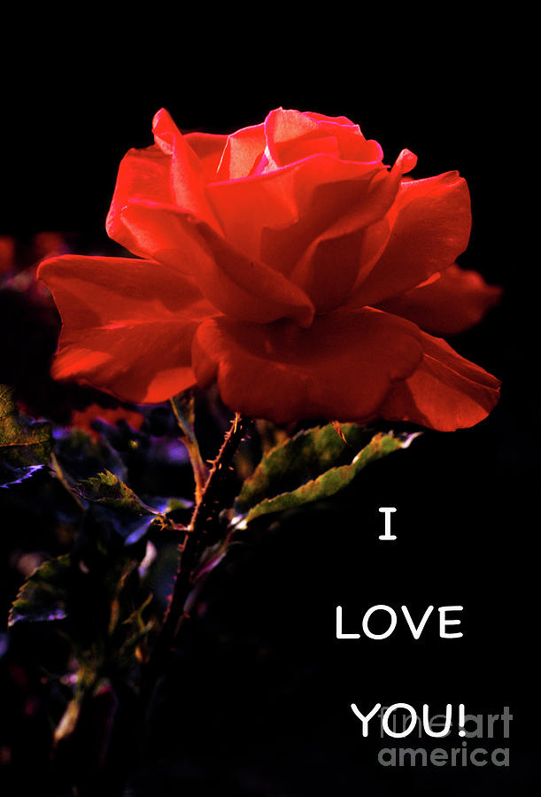 I LOVE YOU - greeting card Photograph by Phil Banks