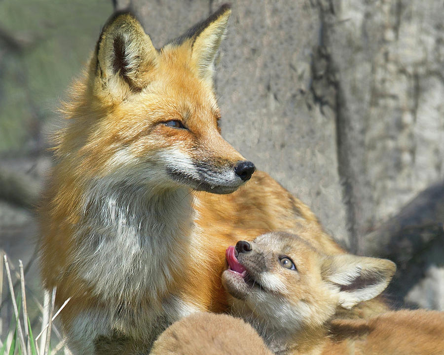 I Love You Mom Photograph by CR Courson