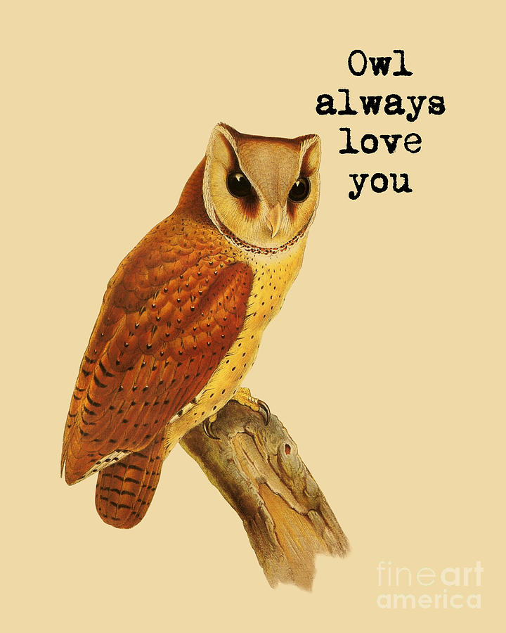 Owl Digital Art - I Love You Owl Quote by Madame Memento