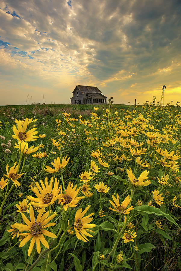 Flower Photograph - I Miss You by Aaron J Groen