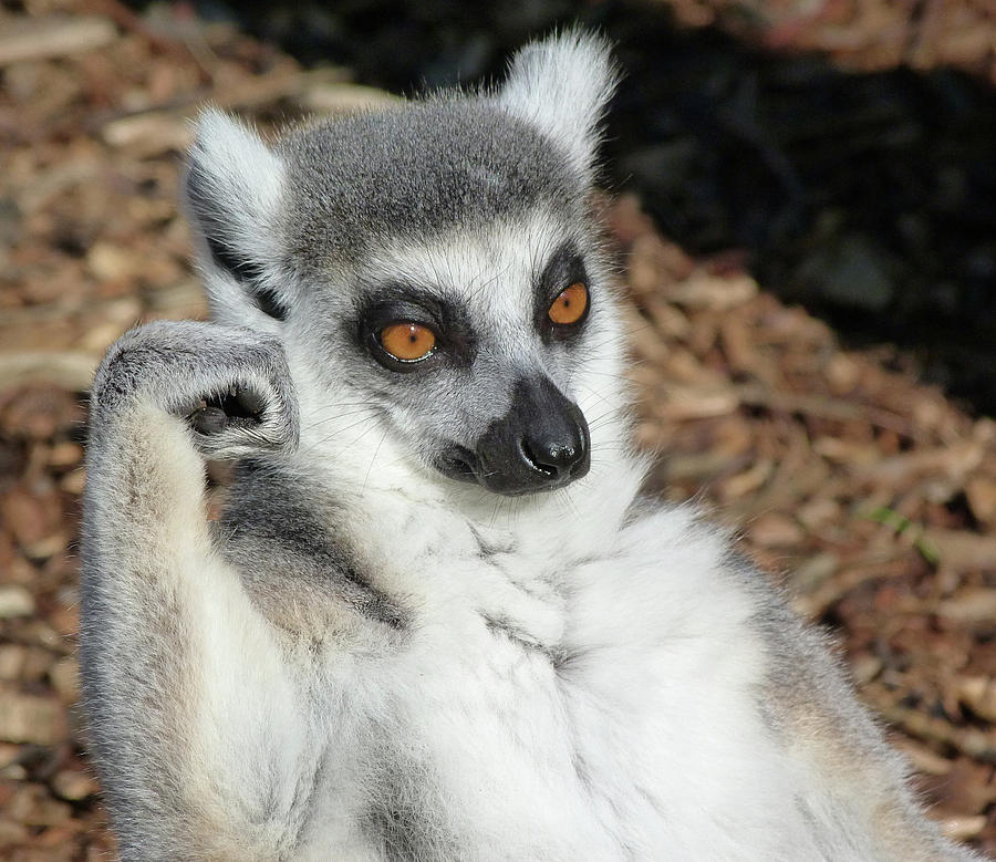 I Need A Rest - Ring-tailed Lemur Photograph by Margaret Saheed