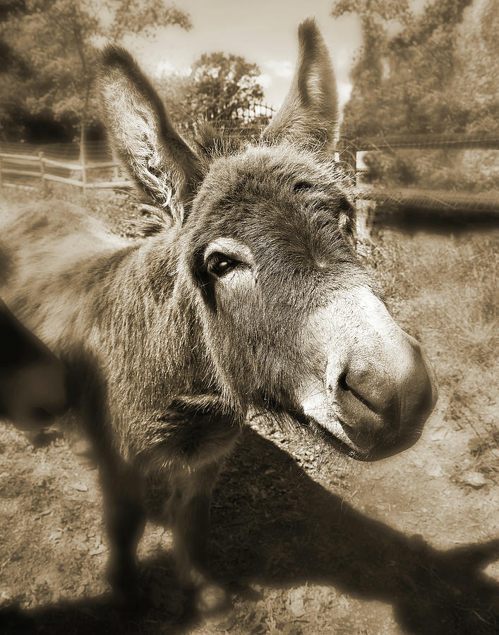 I Need Another Scratch, Sepia Photograph by Don Schimmel