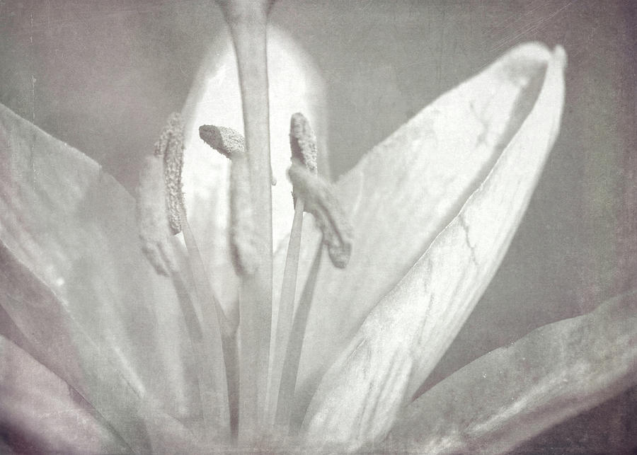 I Remember When The Lilies Bloomed Photograph