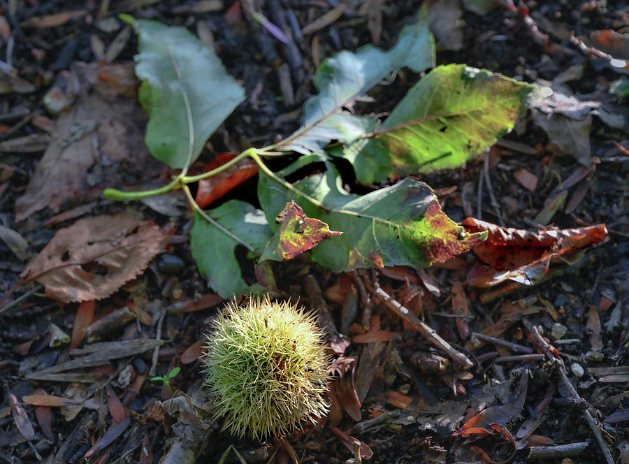 Fallen Leaves And Chestnuts Photograph