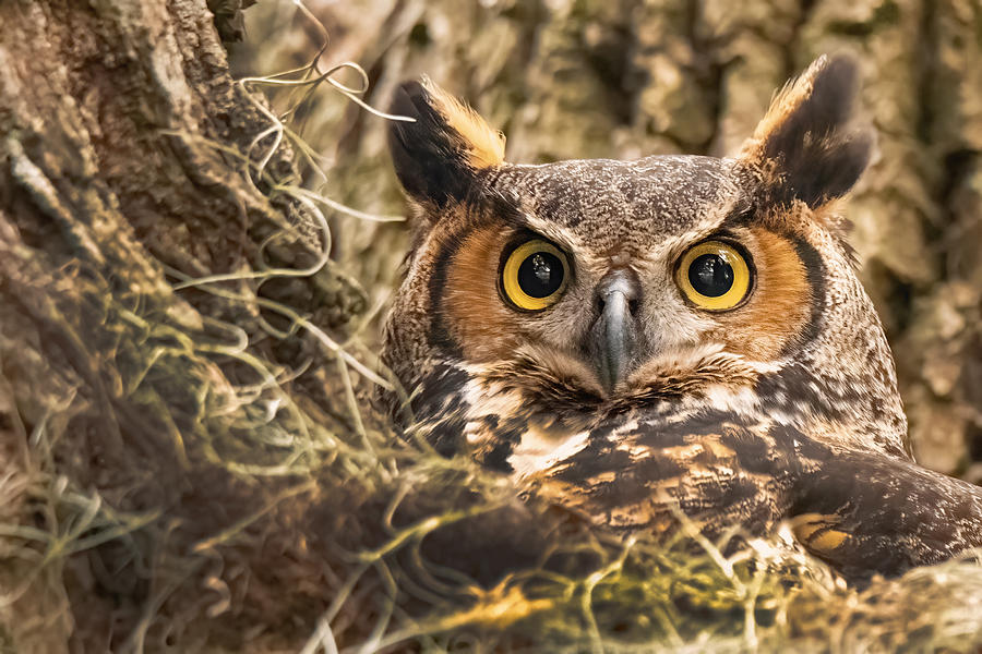 I see through you Photograph by John Ruggeri - Fine Art America