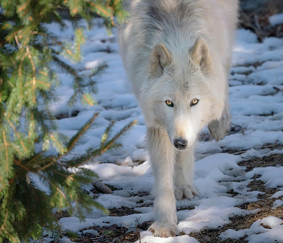 Wolves Photograph - I see ya  by Sylvia Goldkranz