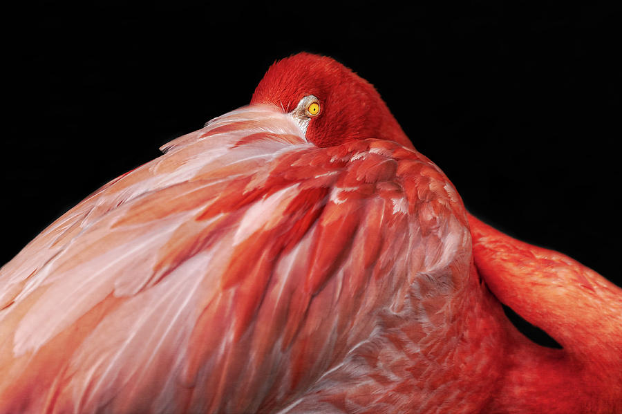I See You  -  swflamingo105581 Photograph by Frank J Benz