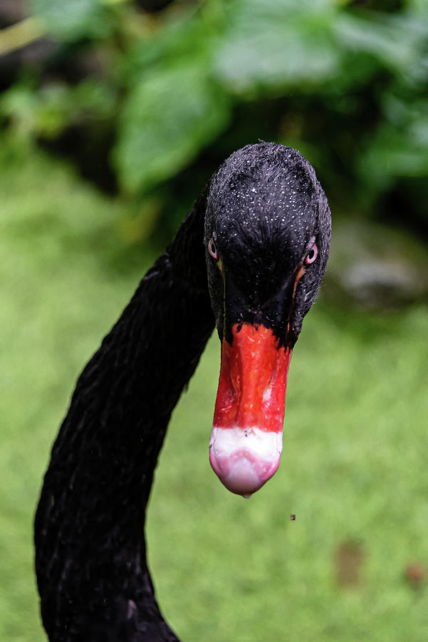 I See You - of Australia -Black Swan Photograph by Berghoff
