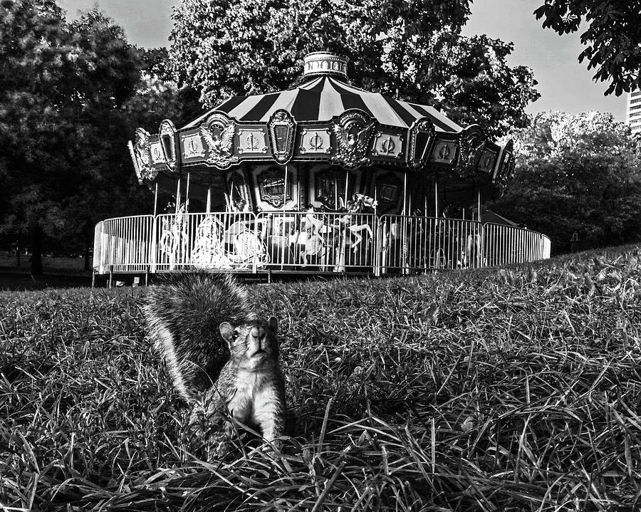 I see you Boston Common Carousel Boston MA Squirrel Black and White Photograph by Toby McGuire