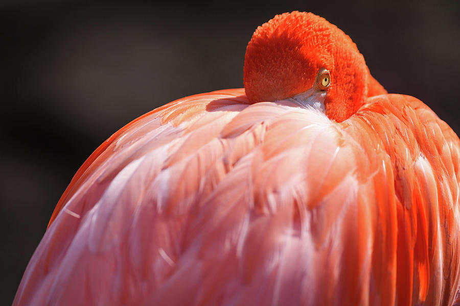 Flamingo Photograph - I see you by Erick Castellon