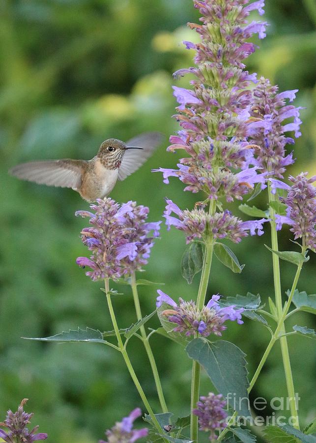 I See You Hummingbird Photograph by Carol Groenen