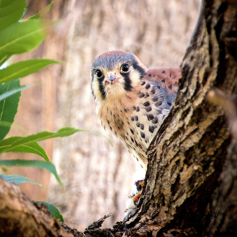 I see you -- Young Kestrel with Dinner by Judi Dressler I see you -- Young Kestrel with Dinner by Judi Dressler