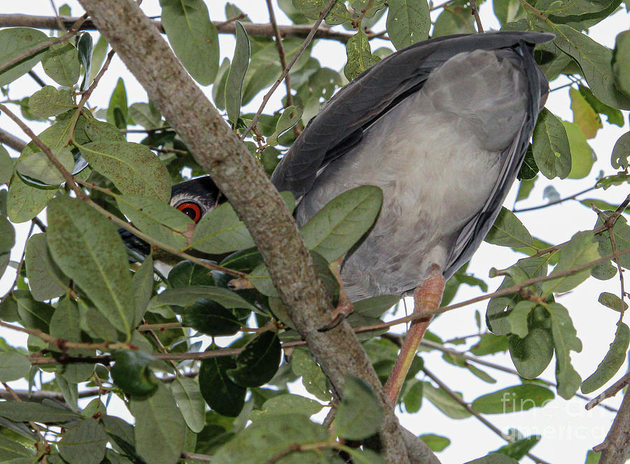 I Spy a Black Crowned Night Heron Photograph by Joanne Carey
